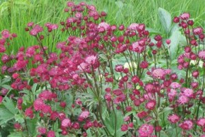 Astrantia major ´Rubra´